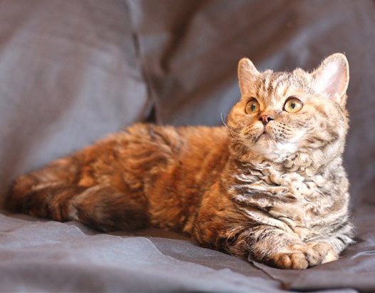 Selkirk Rex - curly wonder