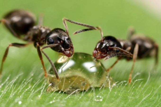 How many ants live 