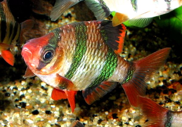 Sumatran Barbus is a beautiful and funny fish!