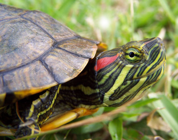 Care and maintenance of red-bellied turtles