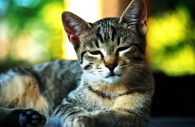 Dry nose, apathy, decreased appetite - signs of a cat's cold