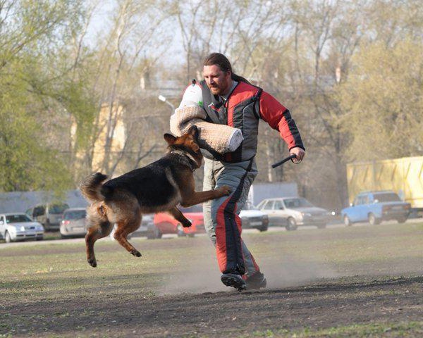 How to teach a dog the command "fac"