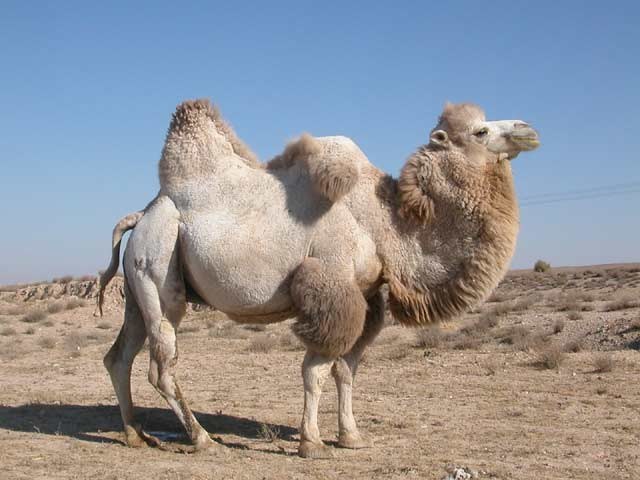 Why the camel is called the king of the desert