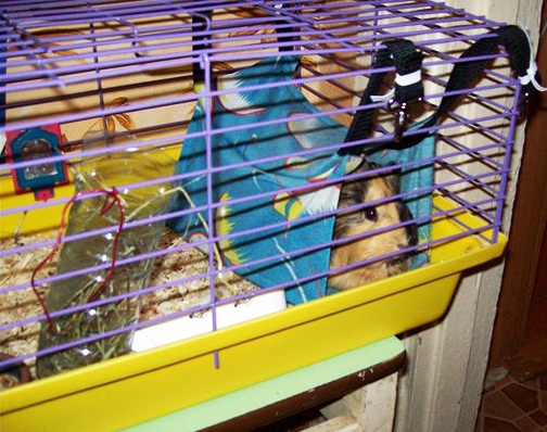 How to make a hammock for guinea pig