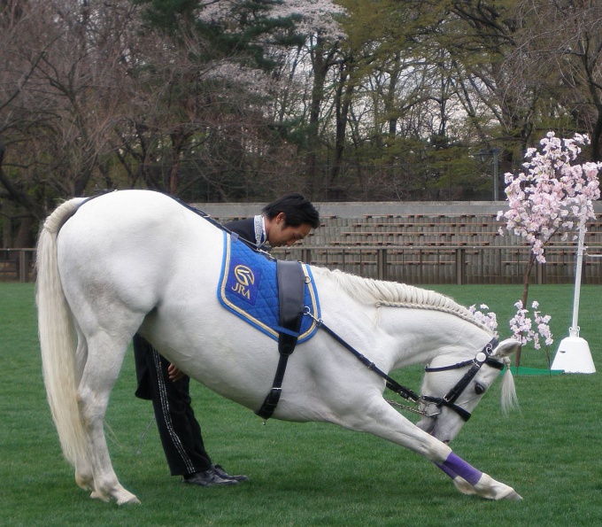 How to teach a horse to bow