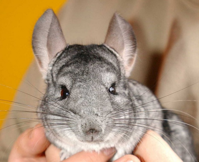 How to distinguish a female and a chinchilla male