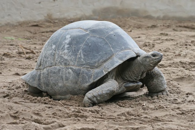 How long does a land tortoise live?