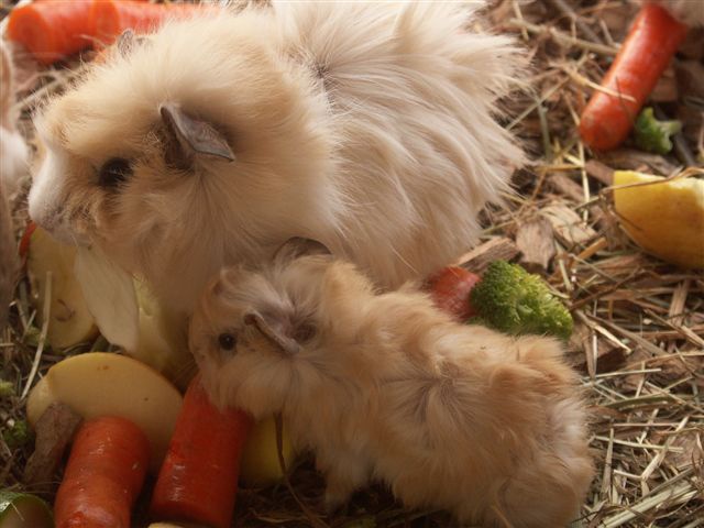 How to determine pregnancy in guinea pig