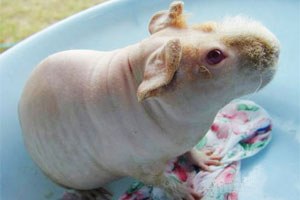 Guinea pig of the Skinny breed