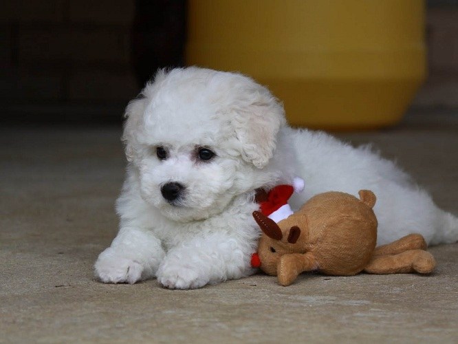 Tip 1: How to wean a puppy to gnaw things