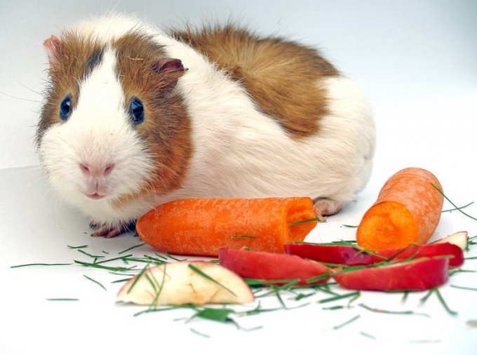 Tip 1: How to understand that a home rodent is sick