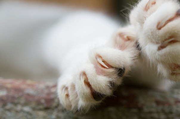 How to care for the claws of a domestic cat