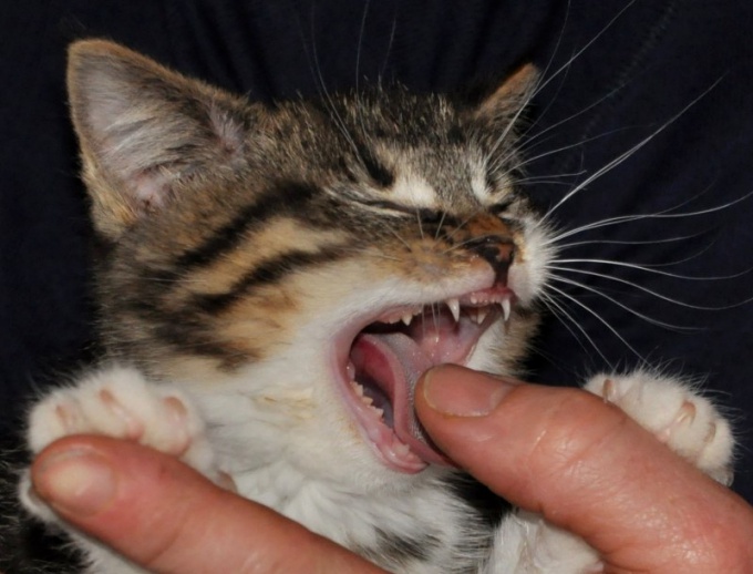 Tip 1: How to comb a cat if it resists