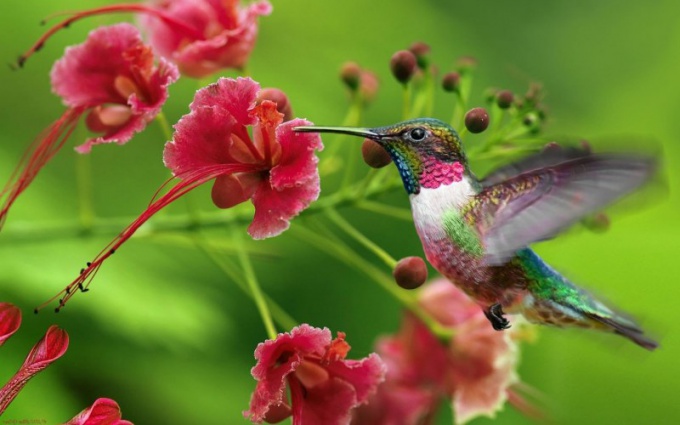 How babies of hummingbirds are born 