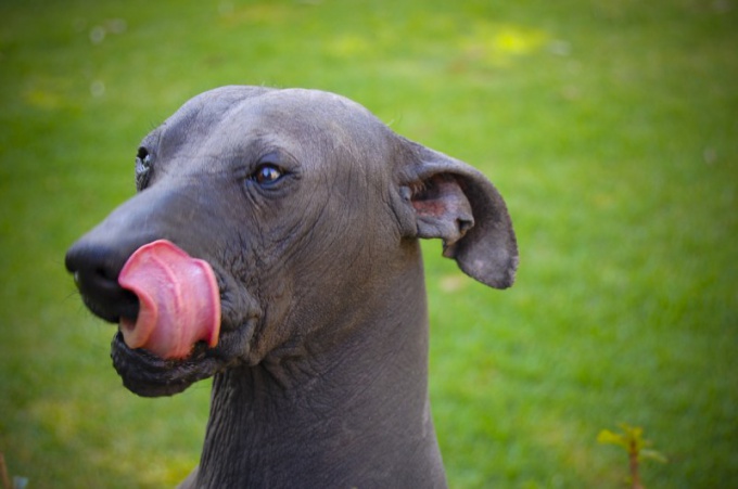 Mexican Hairless Dog: Features of Her Behavior and Care for Her 