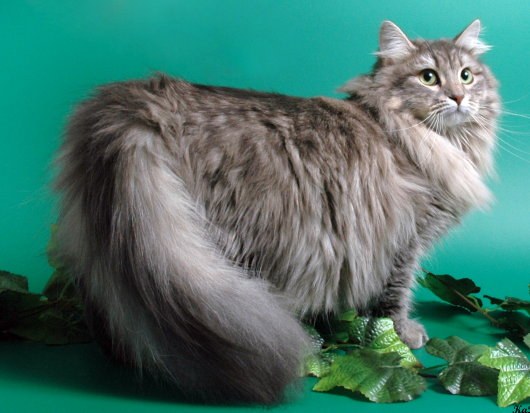 How to choose a purebred Siberian cat