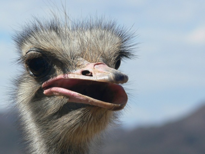 What is the biggest bird on the planet?