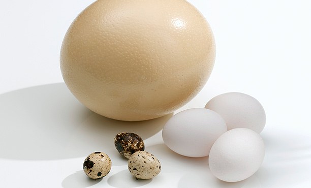 Which bird lays the largest eggs 