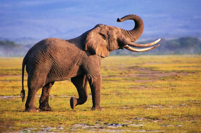 Elephants are long-livers in their niche of the animal kingdom