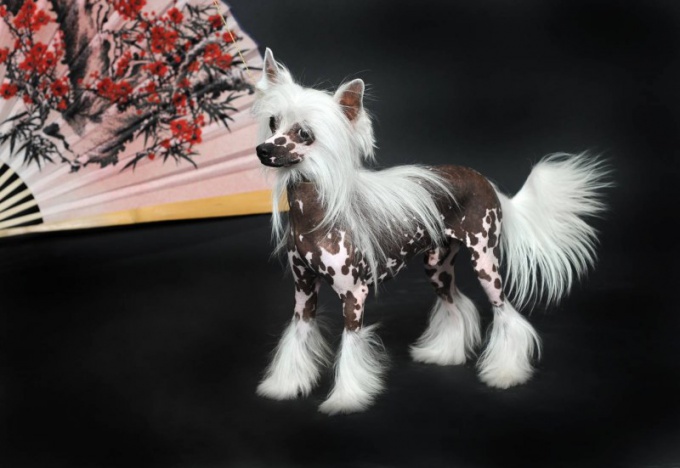 Chinese Crested Dog: Breed Standards