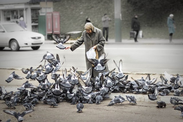 Why you can not feed pigeons with black bread