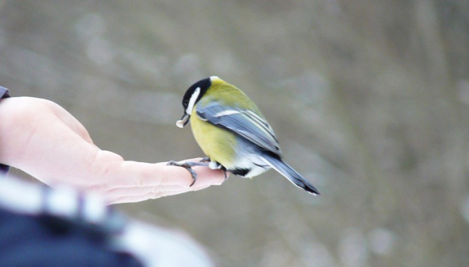 Food for birds