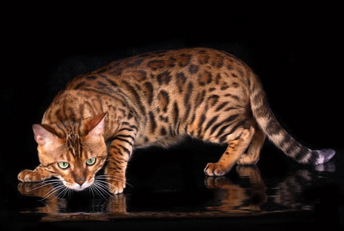 Breeds of cats: Bengal