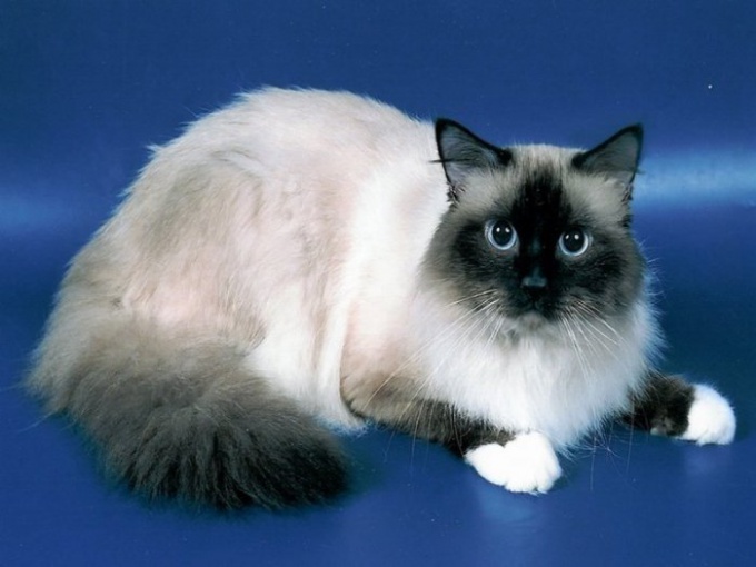 Tip 1: Breeds of cats: Burmese