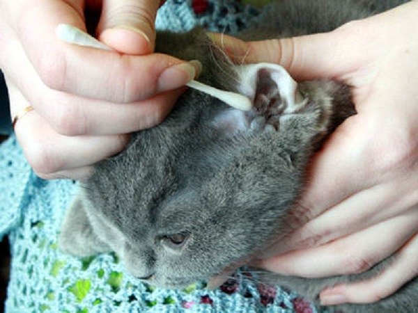 Ear mite in dogs and cats. How to help your pet