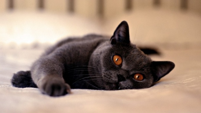 Cats have festering eyes: what to do