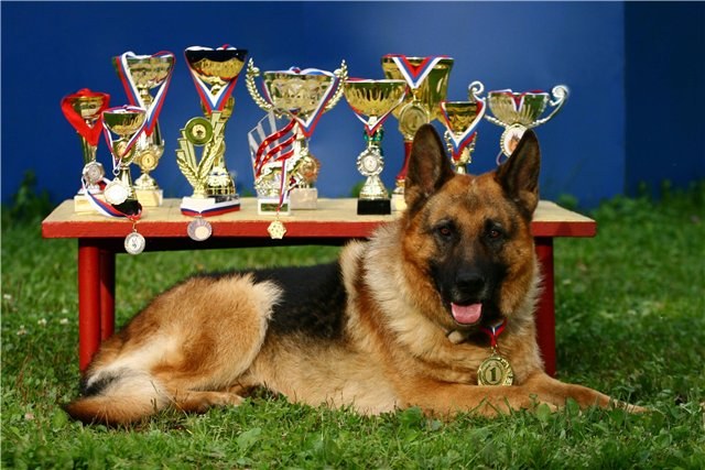 Exhibition dogs - we grow for the sake of victory!