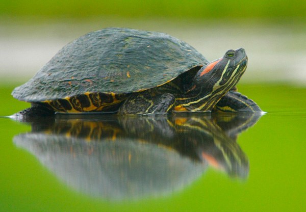 Do the red-bellied turtles fall into hibernation